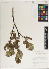 Foto von Salix karelinii Turcz. ex Stschegl.